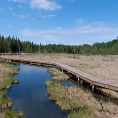 Hinton's Beaver Boardwalk through the wetland