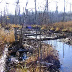 Muskeg Creek flowing into the Athabasca River